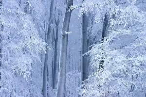 Winter beech forest in Planavy
