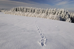 Winter in the Biosphaerengebiet Schwaebische Alb biosphere reserve