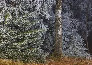 Winter, birch trunk and spruce branches covered with hoarfrost