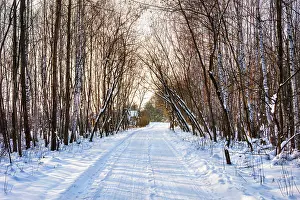 Winter colorful road in birch forest at sunset