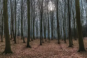 Winter day in a beech forest with the sun behind the branches