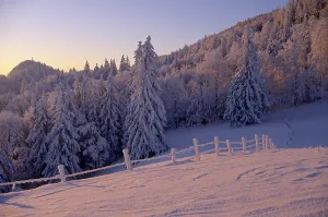 Winter fir trees in the evening light