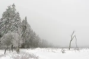Winter forest
