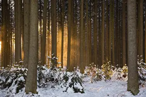 Winter forest
