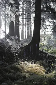 Winter forest