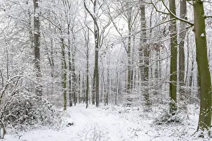 Winter forest