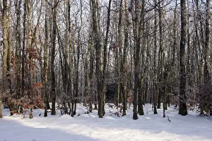 In the winter forest