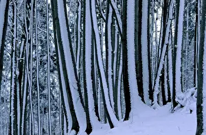 Winter forest