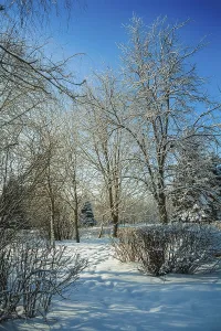 In the winter forest