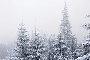 Winter forest