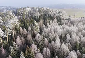 Winter forest aerial view of a mixed forest with spruces