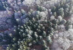 Winter forest aerial view of a mixed forest with spruces