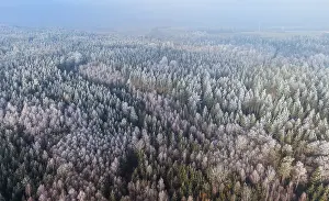 Winter forest aerial view of a mixed forest with spruces