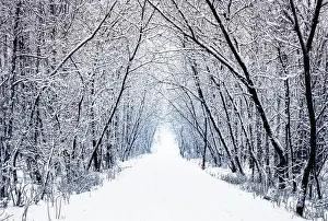 Winter forest alley with trees