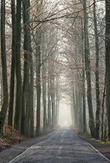 Winter forest asphalt road, ground covered by brown fallen leaves