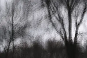 Winter forest, blurred, long exposure