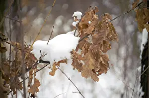 Winter forest with branches and snow in the foreground