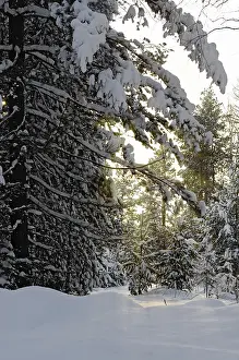 Winter forest of cedar