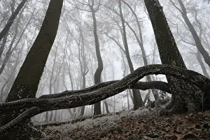A winter forest covered in fog with frozen branches and barren atmosphere