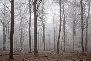 Winter forest, deciduous forest with fog and hoarfrost