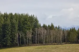 Winter forest edge with bare