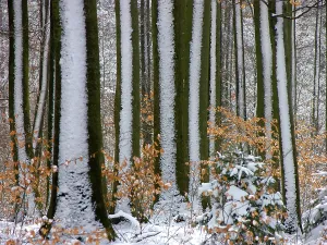 Framed Print : Winter forest, forest with snow Framed Print : Winter forest, forest with snow