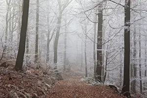 Winter forest, forest track through deciduous forest with fog and hoarfrost