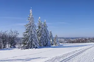 Winter forest, Forest in winter 01