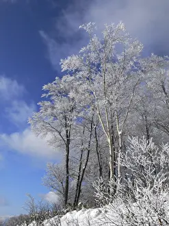 Winter forest with frosted tree branches over blue sky