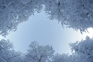 Winter forest, Harz, Germany, Europe