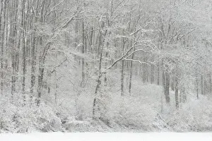 Winter forest after heavy snowfall