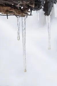 Winter forest, icicles on dead wood