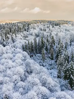 Winter forest landscape with snow-covered trees and cloudy sky