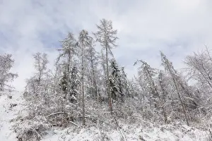 Winter forest, Leoben, Styria, Austria