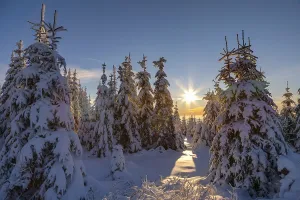 Winter forest against the light