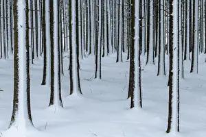 winter forest, Mindelheim, Unterallgaeu