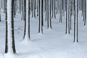 winter forest, Mindelheim, Unterallgaeu