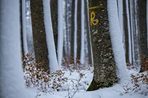 winter forest, Mindelheim, Unterallgaeu
