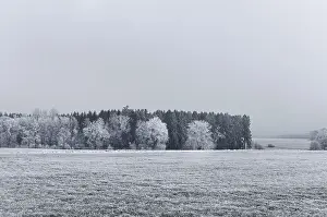 Winter forest near Kemnat, Baden-Wurttemberg