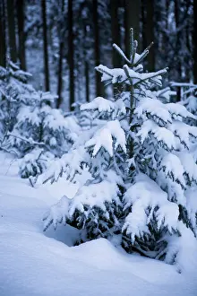 Winter forest under new snow in Germany