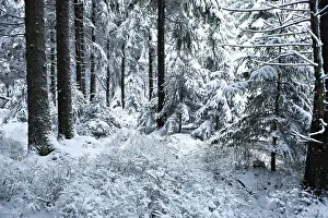 Winter forest under new snow in Masserberg