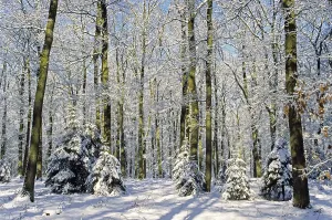 Winter forest with Pedunculate Oak (Quercus) and Common Beech and Norway Spruce (Picea abies) robur