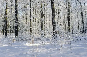 Winter forest with Pedunculate Oak (Quercus) and Common Beech robur