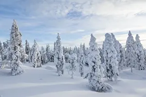 Winter forest, Rovaniemi, Finland, Europe