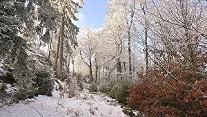 Winter forest scene with snow-covered trees and sun