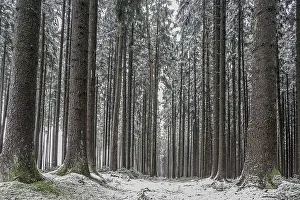 Winter forest, short onset of winter