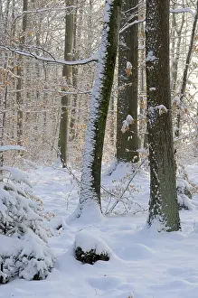 Winter forest with snow
