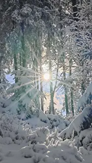 Winter forest with snow cover and sunlight between trees