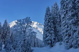 Winter forest with snow-covered Allgaeu mountains