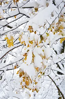 Winter forest, snow-covered mixed deciduous forest